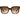 Ted Baker Sandi Sunglasses | Classic Tortoiseshell